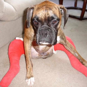 Haley Post Op