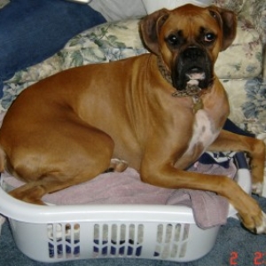 Baxter enjoying laundry day