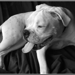 Chester 9 months old
