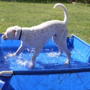 Chester playing in the pool