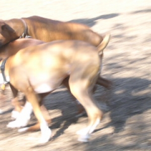 Austin at the Dog Park
