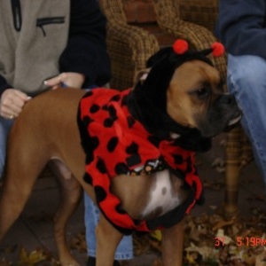 Lady Bug