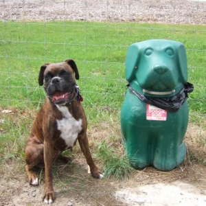 Lily making friends at the dog park
