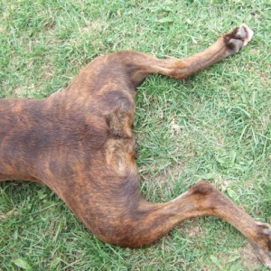Frog legs
