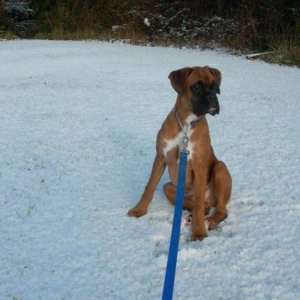 Harley(5 months)