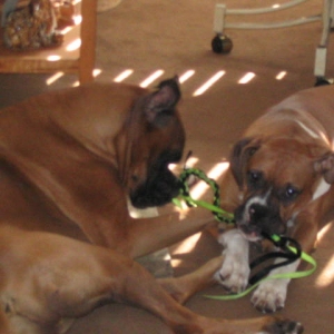 Sharing a Toy