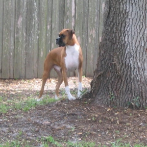My Rescue Boy...Leo