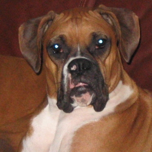 Leo Lionheart