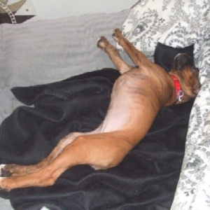 Ahhhh!!! Comfy!!!! 12 weeks old