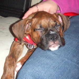 Sweet Smooshface 11 weeks old