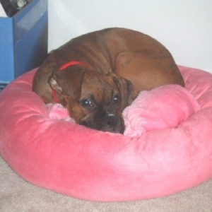 I love my pink bed! 15 weeks old