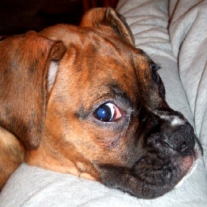 It Wasn't Me!!!!!! 11 weeks old