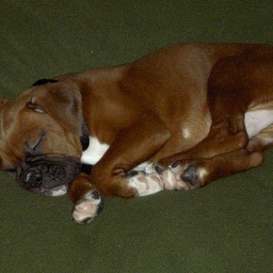 sleepingbanks8wk