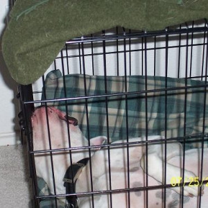 Rocky's Crate - Upside Down