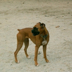 at the dog park