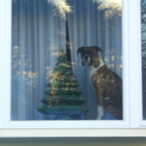How Much Is that Doggy in the Window!