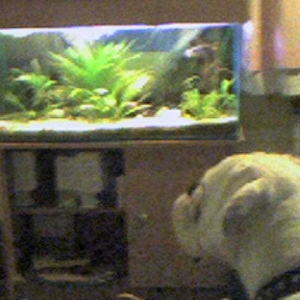 Watching the fish