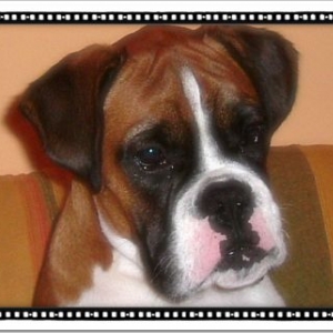 looking at sasha eating her biscuit :)