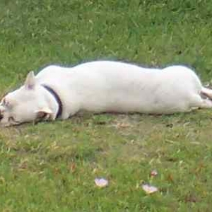 Rocky Snoozing
