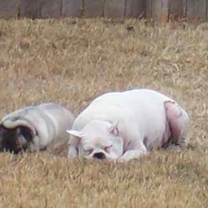 Rocky & Lily Snoozing