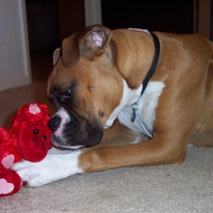 Early Valentine's Day Toy