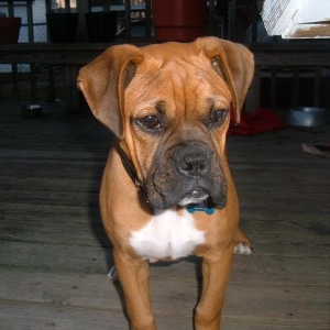 Chico's brother---Cooper