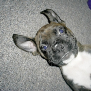 EVE-7 weeks