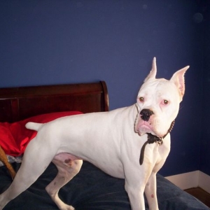 Duke 2yrs old