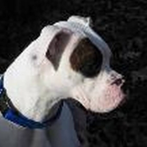 profile