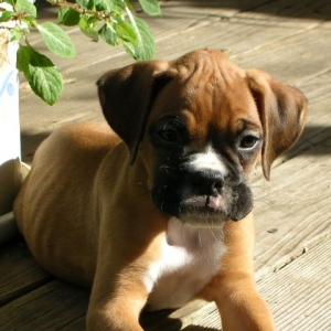 Cooper at 8 Weeks