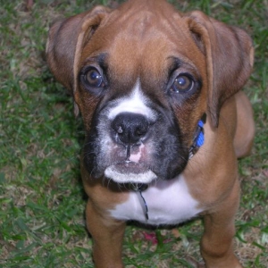 Cooper at 9 Weeks