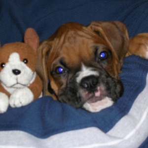 Cooper and his Boxer pal