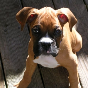 Cooper at 10 Weeks