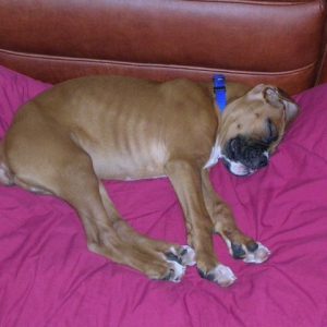 Cooper at 11 Weeks