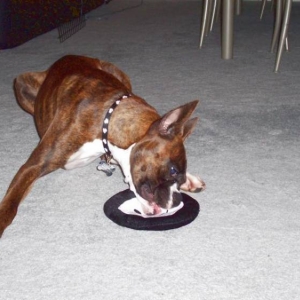 I_ll_lick_it_to_death