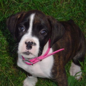 Hurley @ 8 weeks!