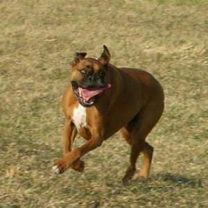 In memory of Tanner; Run free my boy