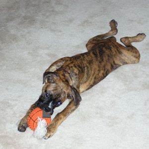 BJ loves his basketball