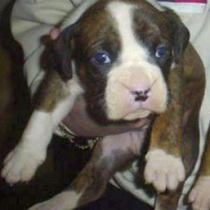 Pic of Buster at 4 weeks sent by breeder!