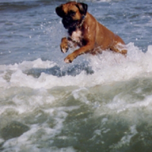 Body Surfin'