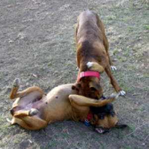 Lady Down