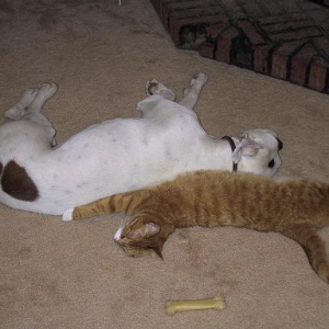 Sleep Buddies