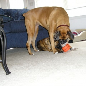 Baby and BJ playing