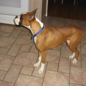 Butch sniffing the air in the kitchen and whining about it.