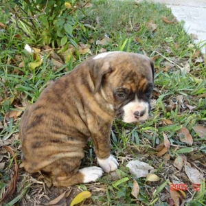 Daisy at 4 weeks just chillin