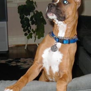 Duke ( 3 1/2 months)