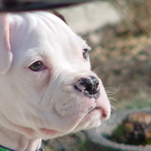 Dozer's Profile