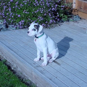 Dozer Surveying his Surroundings