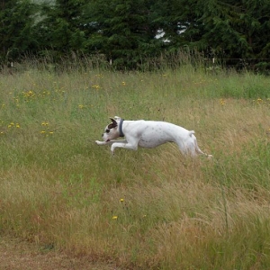 Dozer