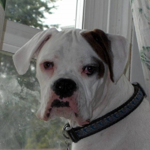 Dozer
